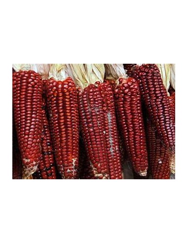 Corn Seeds - 10 Red Head Black Corn Seeds -...