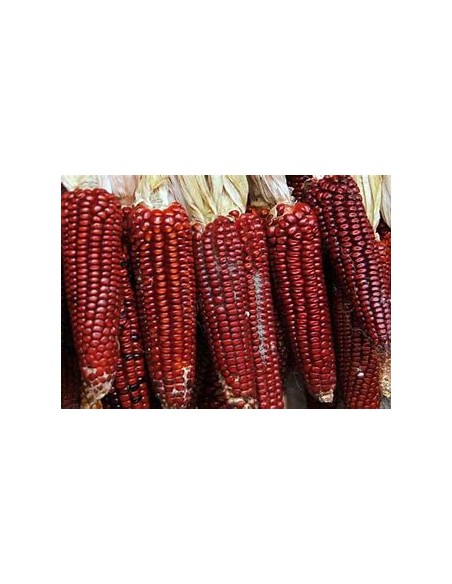 Corn Seeds - 10 Red Head Black Corn Seeds - Veracruz - Online Nursery