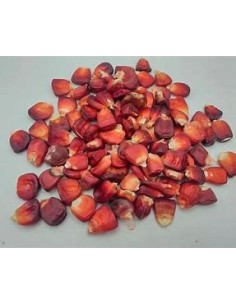 20 Semillas de Maiz rojo...