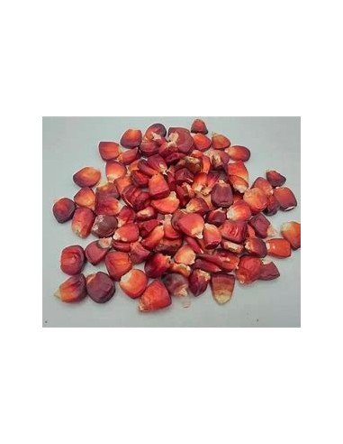 Corn Seeds - 20 Seeds of Red Pozolero cacahuacinte Corn - Tlaxcala autochthonous - Online Nursery