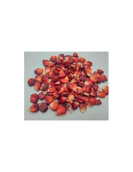 Corn Seeds - 20 Seeds of Red Pozolero cacahuacinte Corn - Tlaxcala autochthonous - Online Nursery