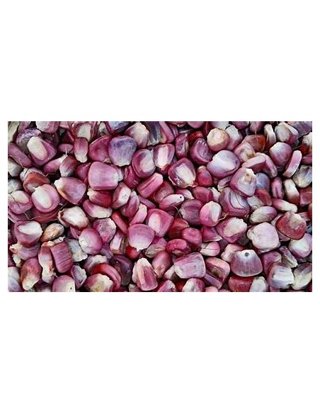 Corn Seeds - 20 Seeds of Red Pozolero cacahuacinte Corn - Tlaxcala autochthonous - Online Nursery