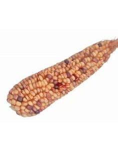 20 Semillas de Maiz sangre...