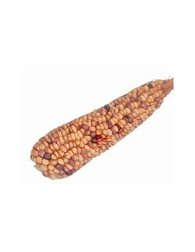 Corn Seeds - 20 sangre de cristo Corn Seeds - Internet Nursery