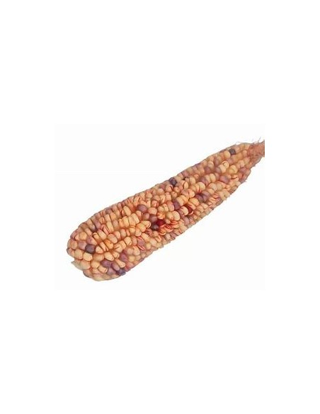 Corn Seeds - 20 sangre de cristo Corn Seeds - Internet Nursery