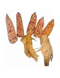 20 Semillas de Maiz sangre... 2