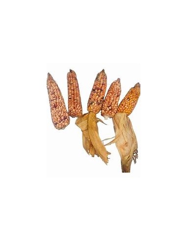 Corn Seeds - 20 sangre de cristo Corn Seeds -...