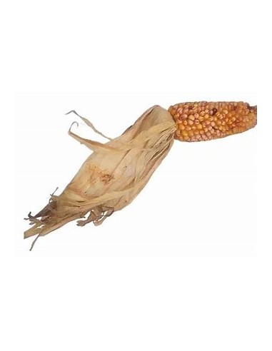 Corn Seeds - 20 sangre de cristo Corn Seeds -...