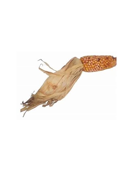 Corn Seeds - 20 sangre de cristo Corn Seeds - Internet Nursery