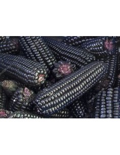 200 Semillas de Maiz morado...