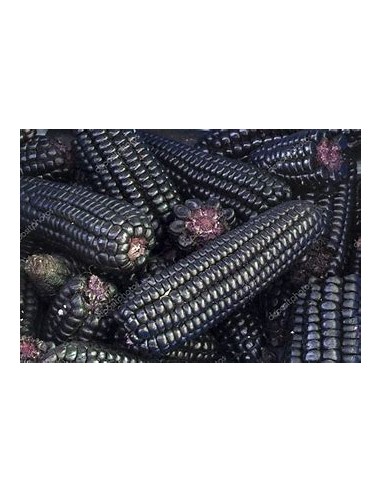 Corn Seeds - 200 Peruvian Purple Corn Seeds - Internet Nursery