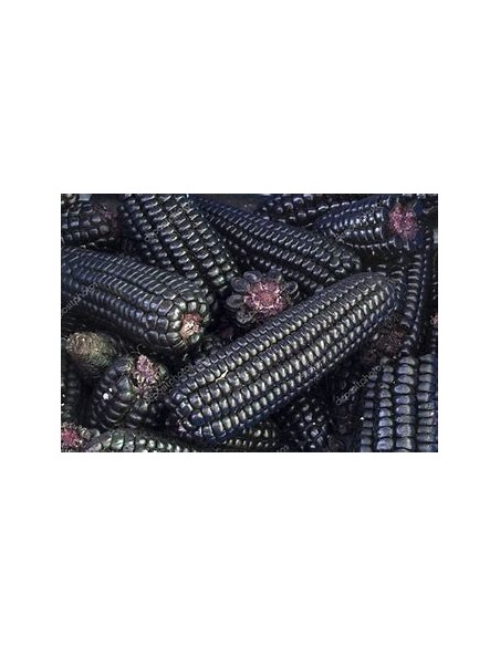 Corn Seeds - 200 Peruvian Purple Corn Seeds - Internet Nursery