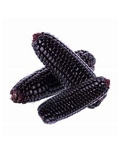 200 Semillas de Maiz morado... 2
