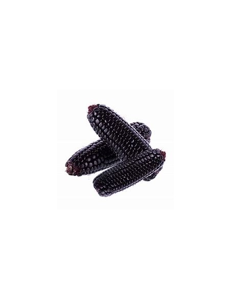200 Semillas de Maiz morado peruano - Vivero por Internet