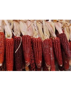 40 Semillas de Maiz rojo de...