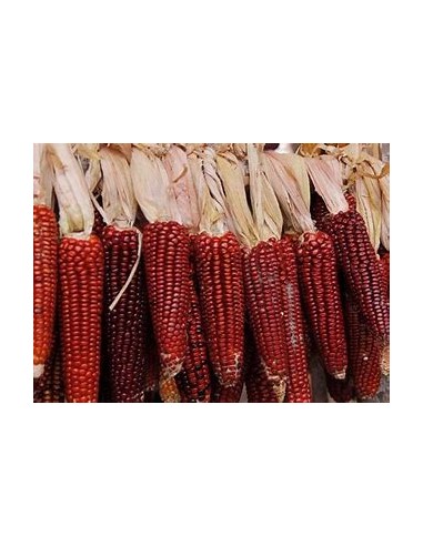 Corn Seeds - 40 Red Corn Seeds from Catemaco Veracruz - Online Nursery