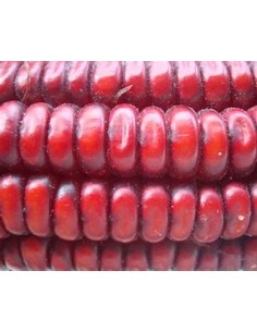 Corn Seeds - 40 Red Corn... 2