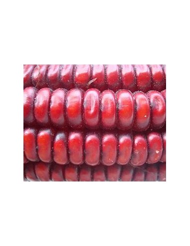 40 Semillas de Maiz rojo de catemaco Veracruz -...