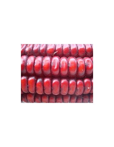 40 Semillas de Maiz rojo de catemaco Veracruz - Vivero por Internet