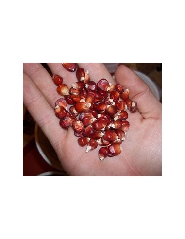 Corn Seeds - 40 Red Corn Seeds from Catemaco...