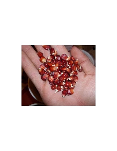 40 Semillas de Maiz rojo de catemaco Veracruz - Vivero por Internet