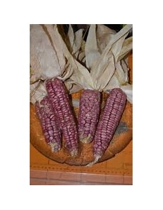 50 Semillas de Maiz...