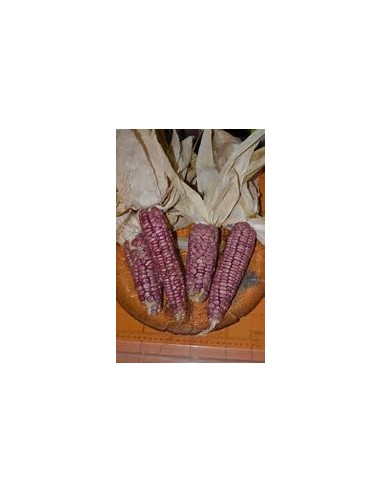 Corn Seeds - 50 Seeds of pink pozolero corn from jalisco - Vivero por Internet