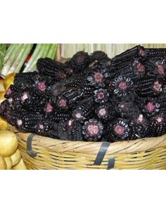 100 Black Corn ''Centro de...