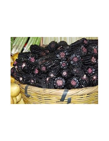 100 Black Corn ''Centro de Mexico'' Zea mays - Corn criollos sale