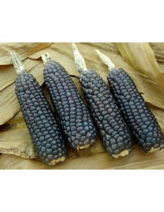 1 kg Maiz Negro o azul...