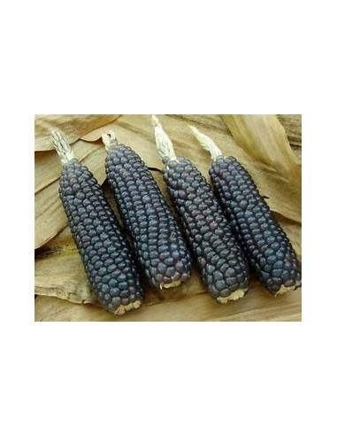 1 kg Black or blue corn ''Valle de Mexico'' zea mayz criollo