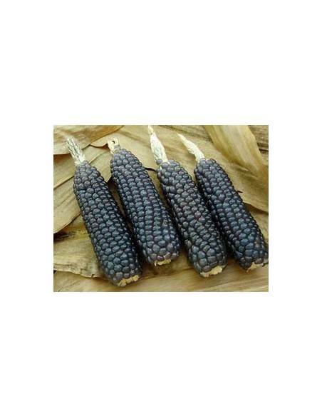 1 kg Black or blue corn ''Valle de Mexico'' zea mayz criollo