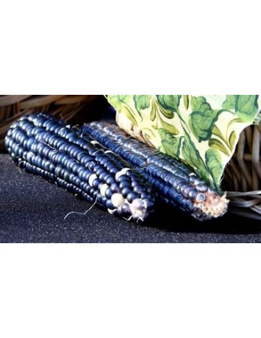 1 kg Maiz Negro o azul ''Valle de Mexico'' zea...
