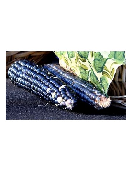 1 kg Maiz Negro o azul ''Valle de Mexico'' zea mayz criollo