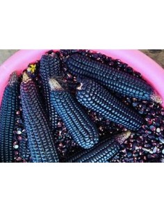 1 kg Maiz negro ''Jarocho...