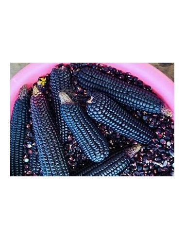 1 kg Black corn ''Jarocho nalga'' (black corn) Criollo breed corn for sale in Mexico