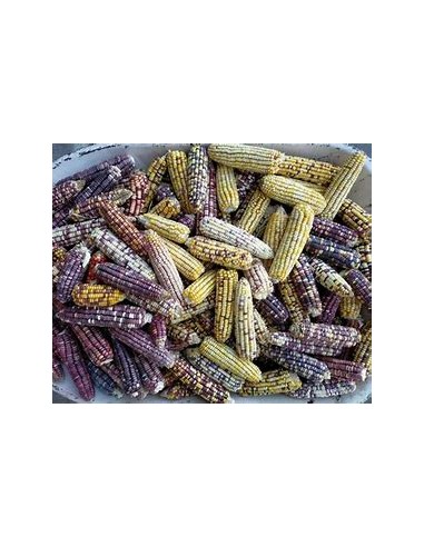 1 Kg Corn Pinto ''Jalancingo Veracruz'' Mexican Creole Corn - Seeds