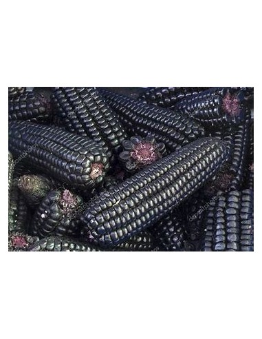 1 Kg ''Peruvian'' Purple Corn Peruvian chicha corn Gourmet quality