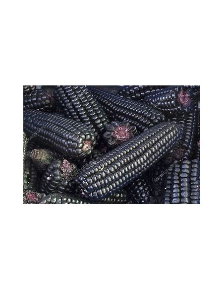 1 Kg ''Peruvian'' Purple Corn Peruvian chicha corn Gourmet quality