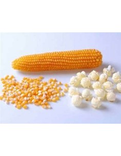 1 Kg Champiñón Hongo''...