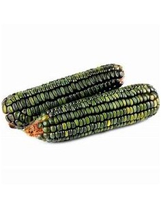 1 Kg Maiz Verde ''Oaxaca''...