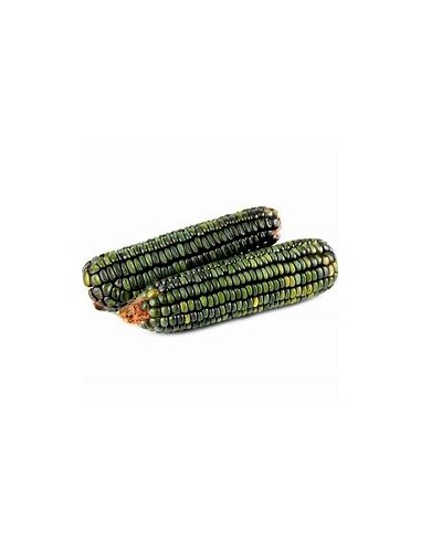 1 Kg Green Corn ''Oaxaca'' Oaxacan green corn Extinct - Mixteco - Criollo