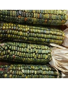 1 Kg Maiz Verde ''Oaxaca''... 2