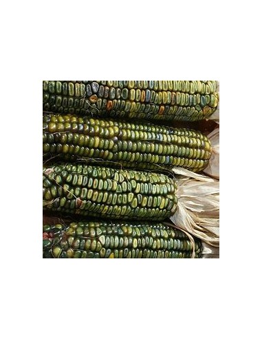 1 Kg Maiz Verde ''Oaxaca'' Maiz Oaxaqueño verde...