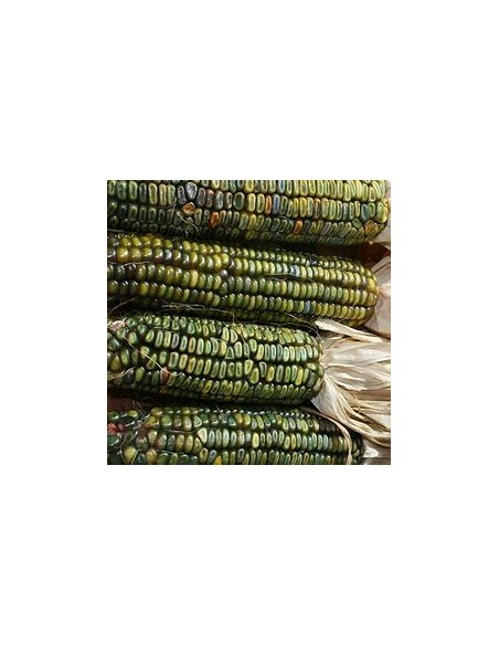1 Kg Maiz Verde ''Oaxaca'' Maiz Oaxaqueño verde Extinto - Mixteco - Criollo
