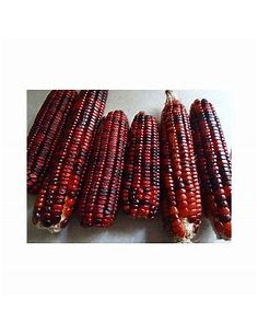 1 Kg Dark red corn...