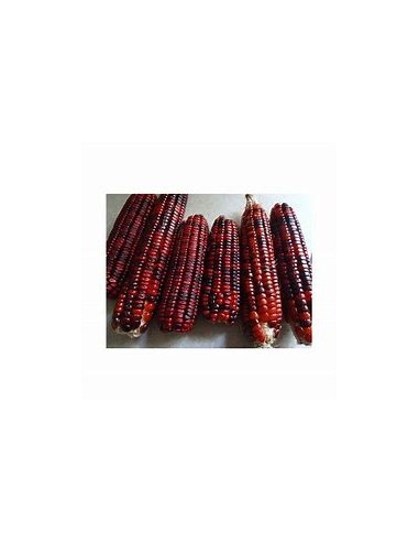 1 Kg Dark red corn ''Oaxaca'' Oaxaca's high valleys - Unique corn breeds