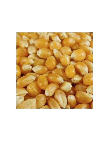 1 Kg Maiz Palomero ''Guanajuato gold'' criollo del centro - Palomitas para sembrar