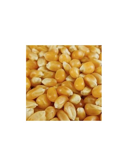 1 Kg Maiz Palomero ''Guanajuato gold'' criollo del centro - Palomitas para sembrar