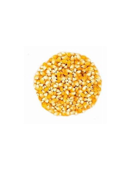 1 Kg Palomero ''Guanajuato gold'' creole corn from the center - Popcorn for sowing